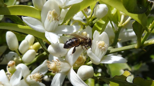 ABEJAS